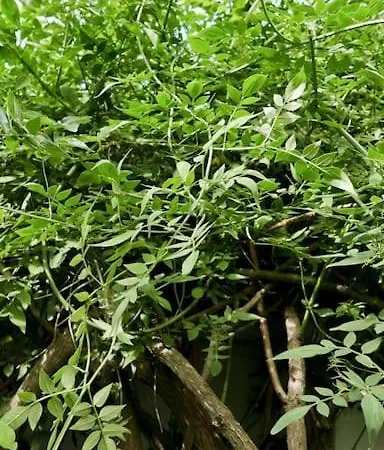 Strasbourg Entre Hypercentre Et Verdure Apartamento