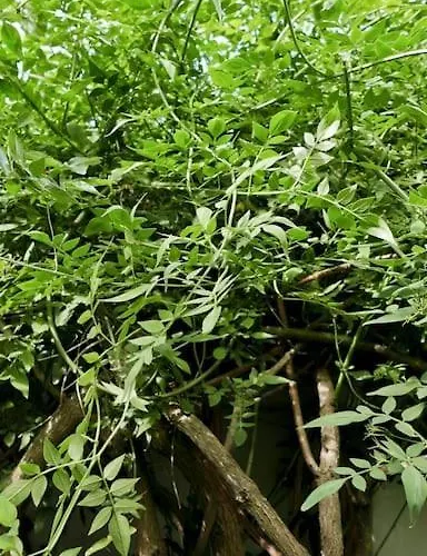 Strasbourg Entre Hypercentre Et Verdure Apartment